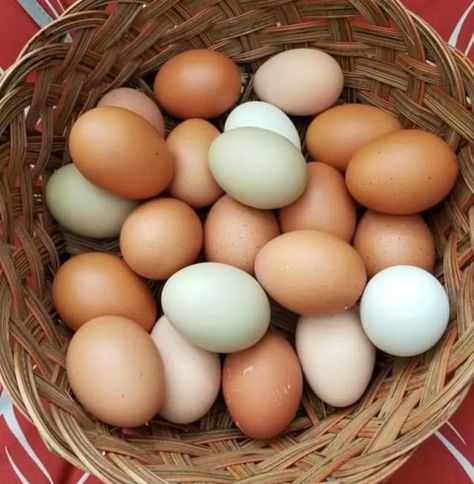 Dark Eggers Club | Here’s a fact not many of you may know  | Facebook Canton Ga, Farm Eggs, Farm Fresh Eggs, Fresh Eggs, An Egg, Farm Fresh, Farmers Market, Farmer, Egg