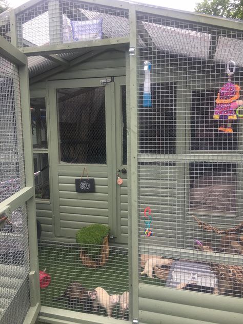 Ferret shed, for like.. 4-5 ferrets? (I don't actually know anything about ferrets..) Outside Ferret Enclosure, Ferret Shed Ideas, Outdoor Ferret Cage Ideas, Ferrets Cage Ideas, Ferret Enclosure Ideas, Ferret Cage Ideas Diy, Ferret Play Area Ideas, Ferret Habitat, Cute Ferret Cage Ideas