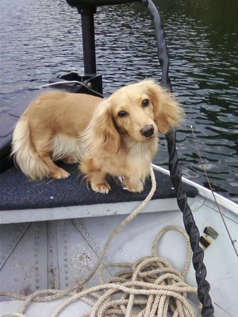 Fishing with Dad! Blonde Longhair Daschund, Blonde Long Haired Sausage Dog, Blonde Wiener Dog, Blonde Dashhound, Blonde Long Haired Dachshund, Blonde Weiner Dog, Long Hair Dashhound, Blonde Dachshund, English Cream Dachshund