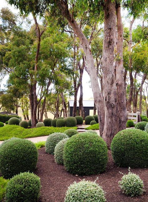 Located on Victoria's Mornington Peninsula, this coastal country inspired garden is full of zen, packed with Australian natives and manicured hedges. Manicured Garden, Modern Garden Design Ideas, Australian Natives, Australian Native Garden, Coastal Country, Front Garden Design, Australian Garden, Formal Garden, Coastal Gardens