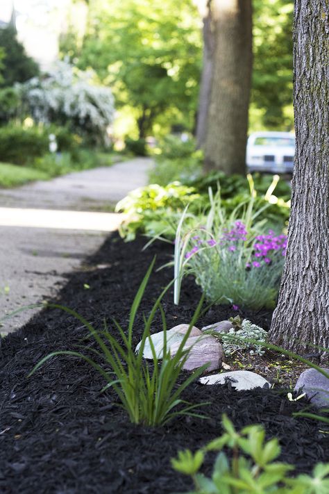 Midwestern Boulevard Garden Boulevard Garden Minnesota, Boulevard Landscaping, Boulevard Garden, Mulch Landscaping, Old Garden, Year 2, Ground Cover, Mulch, Garden Landscaping