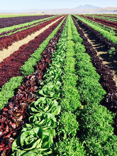 Lettuce Farm, Farm Crops, Vegetable Farm, Agriculture Photos, Greenhouse Farming, Architecture Photography Buildings, Crop Farming, Perspective Photos, Crop Field