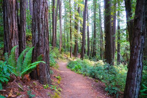 Oregon has it's own majestic giant redwood trees, and you can check them out for yourself on this scenic trail! Sequoia Sempervirens, Brookings Oregon, Giant Sequoia Trees, Giant Sequoia, Coastal Redwood, Oregon Life, Oregon Hikes, Redwood Trees, Southern Oregon Coast