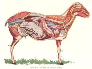 Sep 20 2011: The Anatomies of Animals (from Virtue’s Household Physician, c.1930s) | The Serendipity Project Sheep Anatomy, Science Wall Decor, Veterinary Science, Internal Organs, Horses And Dogs, A Sheep, Funny Tattoos, Veterinary Medicine, Lithograph Print