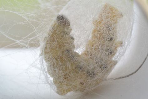 Silkworm Moth, Silk Worm, Cocoon Silk, Silkworm Cocoon, Silk Cocoon, Silk Road, Catamaran, Art Fashion, Fiber Art