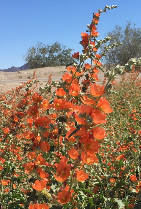 Colorado Plants, Globe Mallow, Rich Garden, Arizona Wildflowers, Imperial Valley, Arizona Decor, Desert Flowers, Desert Art, Creative Gardening