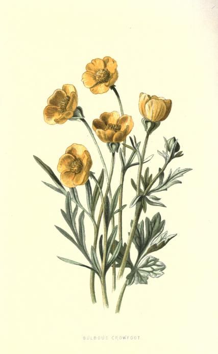 1878 v.1 - Familiar wild flowers figured and described by F. Edward Hulme - By Frederick Edward Hulme, 1841-1909 - via BHL Illustration Botanique Vintage, Yellow Flower Print, Botanical Illustration Vintage, Illustration Botanique, Victorian Flowers, Vintage Botanical Prints, Floral Illustration, Plant Drawing, Scientific Illustration