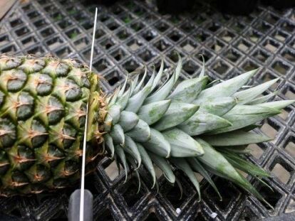 In order to enjoy pineapples year-round, learn how to grow a pineapple from the top of a pineapple. You can grow pineapples indoors or outdoors at home. How To Root A Pineapple Top, Planting Pineapple Top, Planting Pineapple, Grow A Pineapple, Green Onions Growing, Growing Celery, Pineapple Crafts, Growing Pineapple, Pineapple Flowers