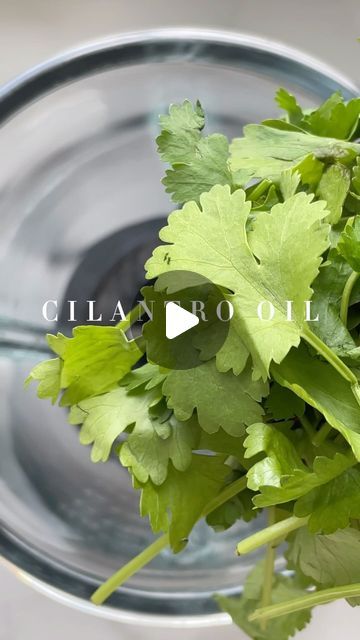 Kimberly’s Table on Instagram: "Have you already tried one of my oils?  for this cilantro oil you only need 30g (2 cups) fresh cilantro and 250ml (1 cup) unrefined rapeseed oil. you can find the full recipe on my website thezett.com  #cilantro #cilantrooil #diyrecipes #gourmetathome #homechef #infusedoil #oil #flavorboost" Cilantro Oil, Rapeseed Oil, Home Chef, Fresh Cilantro, 2 Cups, Coconut Milk, 1 Cup, Cilantro, Health Food