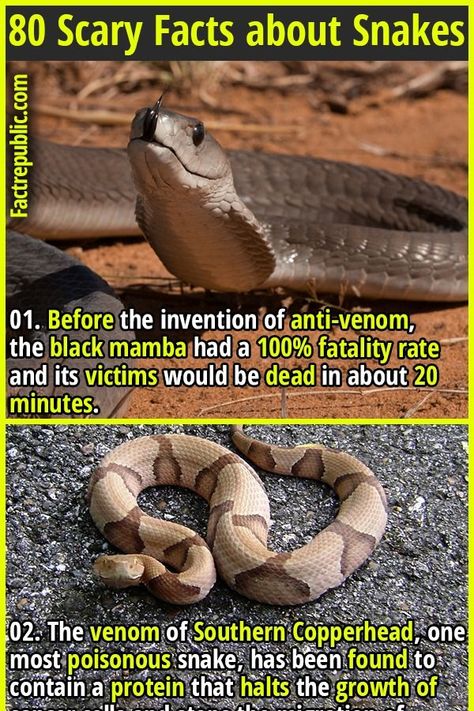 1. Before the invention of anti-venom, the black mamba had a 100% fatality rate and its victims would be dead in about 20 minutes. #snakes #animal #science #knowledge #education #shocking #horror #scary #venom Facts About Snakes, Spooky Facts, Black Mamba Snake, Venomous Animals, Mamba Snake, Fun Facts Scary, Snake Facts, The Black Mamba, Anti Venom