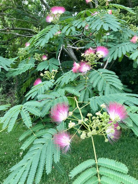 Mimosa Tree - Beautiful, but... Mimosa Tree Landscape, Mimosa Plant, Mimosa Tree, Umbrella Tree, Tropical Garden Design, Cedar Trees, Potted Trees, Garden Items, Plant Aesthetic