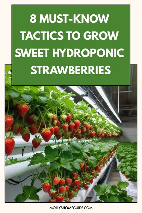 Discover the secrets of growing hydroponic strawberries with our step-by-step guide. Learn how to set up a hydroponic system, choose the right variety of strawberries, and provide proper nutrients for optimal growth. Whether you're a beginner or experienced gardener, our tips will help you cultivate delicious strawberries all year round. Say goodbye to soil gardening and hello to this innovative method that yields juicy berries in abundance! Explore the world of hydroponics and elevate your stra Hydroponic Strawberries, Hydroponic Gardening Diy, Hydroponic Vegetables, Hydroponics Gardening, Hydroponic Grow Systems, Hydroponic Garden, Hydroponic Farming, Hydroponics Diy, Aquaponic Gardening