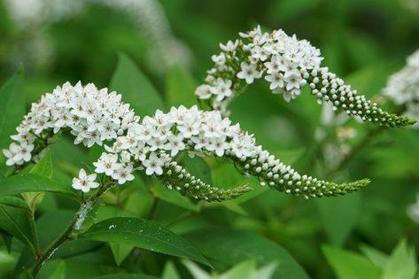 Lysimachia clethroides (Gooseneck Loosestrife) is a vigorous, rhizomatous, clump-forming perennial boasting a profusion of gracefully arching flower spikes, 12-18 in. long (30-45 cm), packed with many tiny, star-shaped white flowers. Resembling a goose's neck, they bloom for weeks in mid to late summer. They are borne above the fine foliage of pointed, slightly pubescent, 3-6 in. long leaves (7-15 cm), which turns orange-red in the fall. Native to Japan and China, this plant spreads aggressively 4 Season Garden, Partial Shade Garden, All White Garden, Front Garden Bed, Wedding Flowers Hair, Dahlia Care, Foundation Plants, Ethereal Nature, Flowers Farm