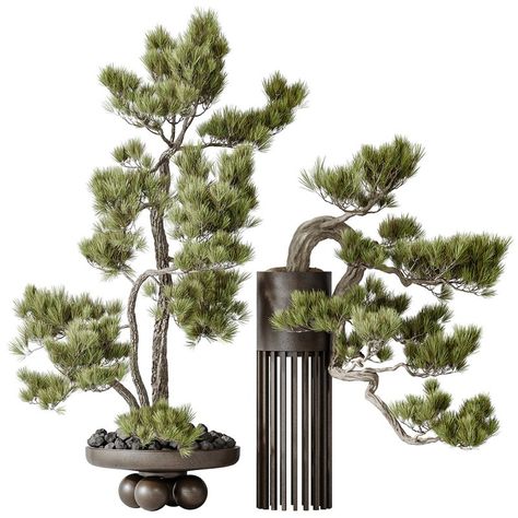 Indoor plants set 122 Bonsai Pinus Pentaphylla Thunbergii Paving Texture, Outdoor Technology, Kitchen Wall Lights, Dressing Table With Chair, Plaster Sculpture, Material Library, Decorative Plaster, Spa Room, Tiles Texture