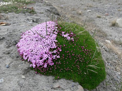 The hemispherical tussocks of Moss Campion often have flowers growing on the south facing "sunny" side. Sustainable Gardening, Plant Fungus, Alpine Plants, Moss Garden, Pretty Plants, Growing Flowers, Cool Plants, Flowers Nature, Rock Garden