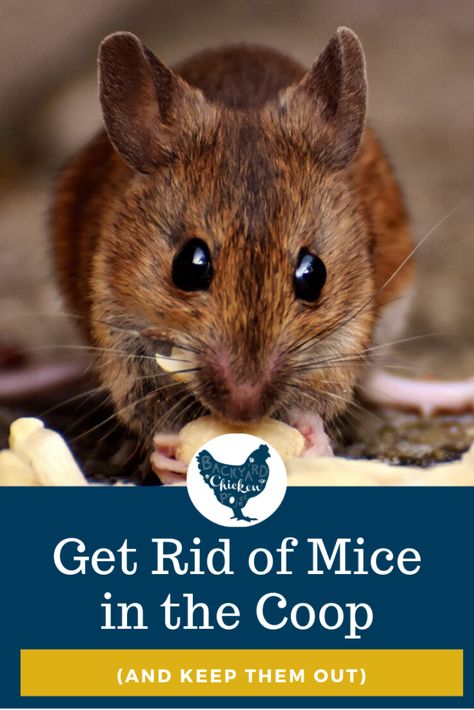 Is your chicken coop plagued by mice? Find out how to get rid of and prevent mice in the chicken coop now! #homesteading #homestead #backyardchickens #chickens #raisingchickens #poultry Killing Mice, Rat Food, How To Deter Mice, Getting Rid Of Rats, Mice Repellent, Getting Rid Of Mice, 2022 Review, Chicken Coup, Chicken Pen