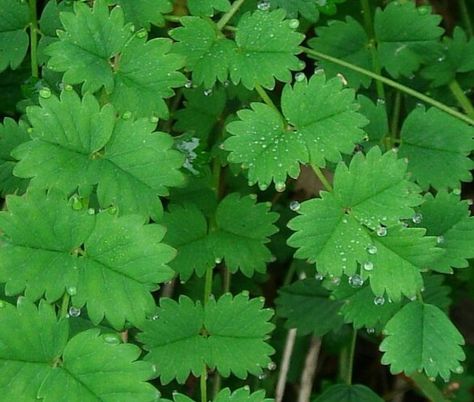 Salad Burnet Salad Burnet, Mexican Tarragon, Curry Plant, Anise Hyssop, Sweet Marjoram, Society Garlic, Purple Coneflower, Rosemary Sage, Scented Geranium