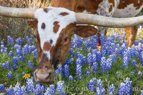 Texas Wallpaper, Wallpaper Country, Texas Wildflowers, Cow Photography, Texas Adventure, Texas Cowboy, Longhorn Cattle, Blue Bonnet, Longhorn Cow