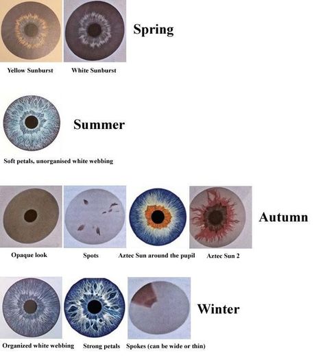 Seasonal Eye Patterns, Autumn Eye Pattern, Winter Eye Pattern, Color Analysis Eye Pattern, Eye Pattern Color Analysis, Color Palette Eyes, Autumn Eyes, Summer Color Palettes, Soft Summer Palette