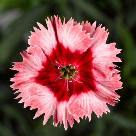 Dianthus Chinensis, Annual Flower Garden, Seeds Color, Strawberry Seed, Attracting Bees, Annual Flowers, Seed Company, Garden Living, Exotic Flowers