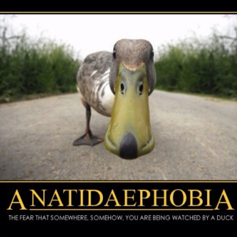 Anatidaephobia - I was the only one at the quiz night to know this phobia!! Haha Duck Wallpaper, Dog Mask, Duck Duck Goose, Funny Duck, Duck Duck, Foto Tips, Funny Birds, A Duck, Bird Photo