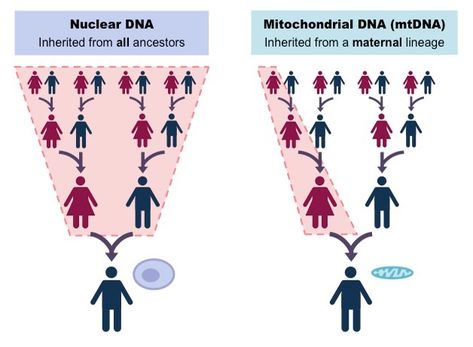 Mitochondrial DNA | BioNinja The Eve Gene, Mitochondrial Dna, Youtube Ideas, Dna Genealogy, Reactive Oxygen Species, Study Methods, English Writing Skills, English Writing, Dna Test