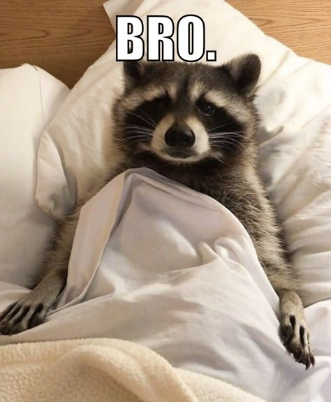 Raccoon Memes, Maur Maur, Cute Raccoons, Trash Pandas, Pet Raccoon, Cute Raccoon, Raccoon Funny, Trash Panda, My Spirit Animal