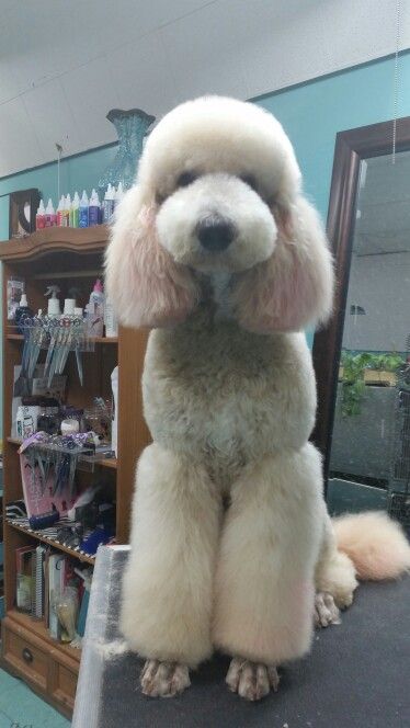 Standard poodle asian fusion Asian Fusion Poodle Grooming, Asian Fusion Poodle, Poodle Asian Fusion, Standard Poodle Grooming, Standard Poodle Haircuts, Toy Poodle Haircut, Teddy Bear Poodle, Poodle Haircuts, Dog Grooming Diy