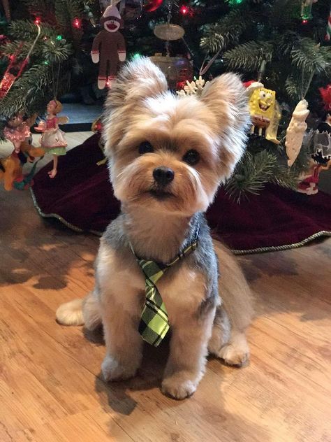 Cute Haircuts For Yorkies, Cute Yorkie Haircut, Yorkie Puppy Haircuts, Yorkie Puppy Cut, Yorkie Haircut, Yorkie Cuts, Puppy Haircut, Yorkie Haircuts, Biewer Yorkie