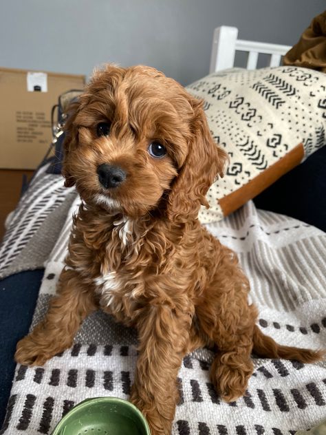 Cockapoo, doodle, teddy bear puppies. Traveling With Pets, Cute Fluffy Puppies, Teddy Bear Puppies, Doodle Puppies, Cute Small Dogs, Cockapoo Dog, Dog Mommy, Very Cute Puppies, Cockapoo Puppies