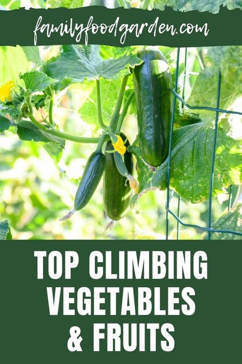 Plants grow in a variety of ways including climbing. Family Food Garden have the best climbing vegetables and fruits that grow vertically that allow gardens with limited space to still thrive. Get the best climbing vegetables and fruits list so you know which options grow in this climbing way. See the full list of these climbing options including beans, cucumbers, peas and pumpkins to name a few. Learn how to grow vine vegetables and fruits complete with tips for growing success right here. Best Climbing Plants, Climbing Vegetables, Vine Fruit, Bean Varieties, Planting Pumpkins, Pumpkin Garden, Easy Vegetables To Grow, Growing Vines, Vegetable Garden Raised Beds