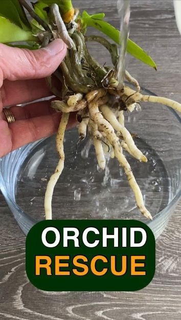 MonstroFarm on Instagram: "Orchid Rescue. This orchid was stuck in this combo pot and now has a second chance. Here are some tips on how you can perform your own rescue. 🪨Use a mix that has bark and perlite to provide adequate drainage. Add some Sphagnum moss to give you a little water holding capacity. 🪴Remove them from the planter, clean the roots and center it in a pot that’s slightly larger than the root ball. 💦 Water your orchid by soaking it in a bowl when the sphagnum moss dries o Orchid Leaves Turning Yellow, Orchids Care, Phalaenopsis Orchid Care, Repotting Orchids, Oxalis Triangularis, Orchids In Water, Indoor Orchids, Gardening Indoors, Orchid Plant Care