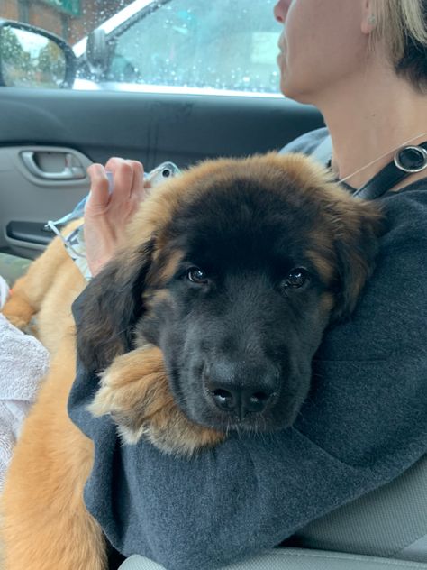 Pretty Dog Crate, Leonberger Dog Puppy, Dog Breeding Kennels Ideas, Leonberger Puppy, Dog Breeding Kennels, Big Dogs Breeds, Leonberger Dog, Biggest Dog In The World, Biggest Dog