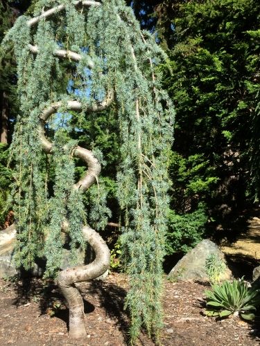 Weeping blue atlas cedar Weeping Evergreen, Weeping Blue Atlas Cedar, Trees For Landscaping, Blue Atlas Cedar, Low Maintenance Landscaping Front Yard, Cedrus Atlantica, Weeping Trees, Atlas Cedar, Evergreen Landscape