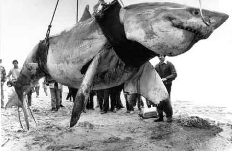 Hislop's 21'8" Great White Shark. Source: Edit International. HAHA he has a nose ring like me! Pictures Of Sharks, Shark Types, Largest Great White Shark, Types Of Sharks, Shark Pictures, Shark Bait, Monster Fishing, Shark Fishing, Bigger Boat