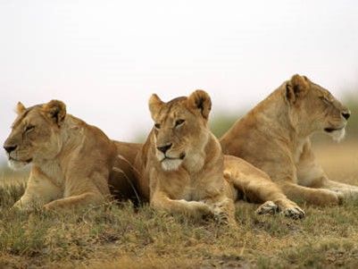 Lionesses Lions Wallpaper, African Cats, Ngorongoro Crater, Three Lions, Lion Photography, Cat Species, Tanzania Africa, Tanzania Safari, Lion Wallpaper