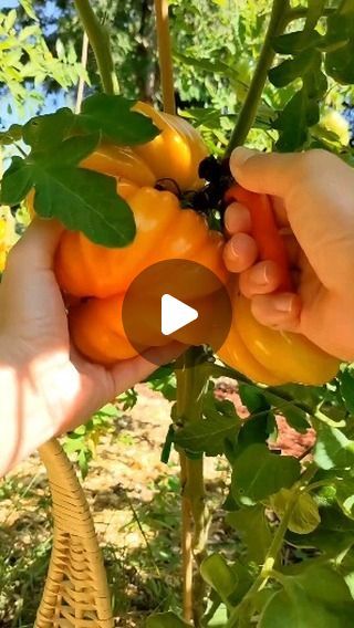 Gardening Dreamer on Instagram: "Gorgeous orange accordion tomatoes grown by @whiskeywolfco 🧡 Drop a 🧡 if you love this variety! . . #happygardening #happygardener #happygardeners #gardening #garden #gardener #organicgardening #urbangardening #greenthumb #growforit #growyourown #growyourownfood #homegrown #homestead #urbangarden #plant #plants #plantbased #vegetables #tomatoes #orangetomatoes #accordiontomatoes #homegrowntomatoes #tomatoharvest #freshtomatoes" Growing Tomatoes, Grow Your Own Food, Fresh Tomatoes, Grow Your Own, Urban Garden, Organic Gardening, If You Love, Green Thumb, Tomatoes