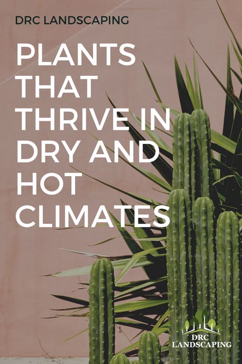 Dry Weather Landscaping, Drought And Heat Tolerant Plants, Northern Nevada Gardening, Landscaping For Desert Climate, Plants For Hot Dry Areas, Plants For Arizona Heat, Arizona Outdoor Potted Plants, Nevada Landscaping Ideas, Plants For Dry Climate