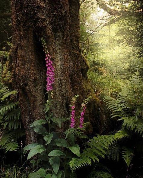 Edge Of The Forest, Enchanting Forest, Enchanted Wood, Forest Plants, West Art, Cottage In The Woods, Forest Flowers, Walk In The Woods, Magical Forest