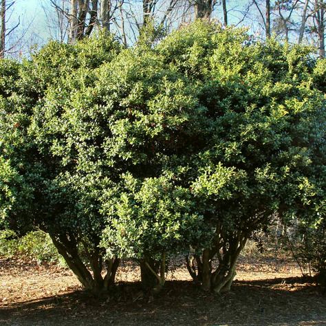 Burford Holly Shrubs for Sale – FastGrowingTrees.com Yaupon Holly Tree, Burford Holly, Privacy Shrubs, Yaupon Holly, Holly Shrub, Lake Landscaping, Shrubs For Privacy, Redbud Tree, Holly Tree