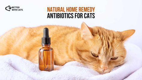 6 Natural Home Remedy Antibiotics For Cats Essential Oils Cats, Are Essential Oils Safe, Cat Essentials, Natural Antibiotics, Natural Cat, Pet Life, Cat Health, Natural Home Remedies, Tree Oil