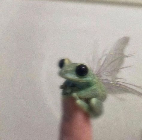 Frog With Wings, Frogs, I Love