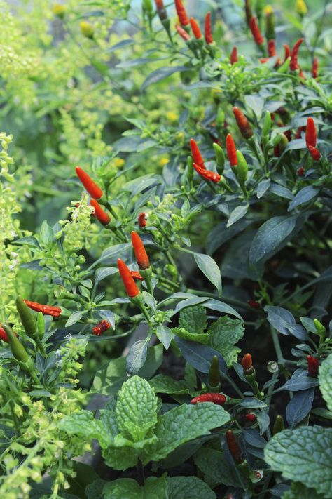 Hot peppers are a popular and easy to grow variety of vegetable that can really benefit from having certain other plants nearby. Learn more about chili pepper companions and what to grow with hot pepper plants in this article. Chili Pepper Plant, Pepper Companion Plants, Hot Peppers Plants, Peace Lilies, Companion Gardening, Vegetable Garden Ideas, Growing Tomatoes In Containers, Chili Recipe Easy, Aesthetic Garden