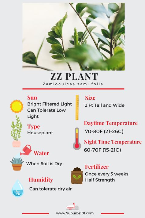 Zamioculcas Plant Care, Raven Zz Plant Care, Plant Infographic, Zamioculcas Plant, Zz Plant Care, Propagate Plants, Zamioculcas Zamiifolia, Plant Benefits, Household Plants