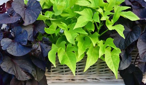 Potato Alternative, Growing Sweet Potatoes, Sweet Potato Vine, Potato Vines, Interesting Reads, Organic Fertilizer, All About Plants, Morning Glory, Ground Cover