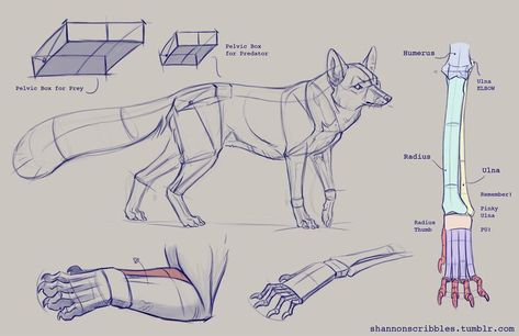 Fox Anatomy, Dog Reference, Animal Tutorial, Dinosaur Sketch, Human Character, Canine Drawing, Fox Drawing, Nature Sketch, Tree Sketches