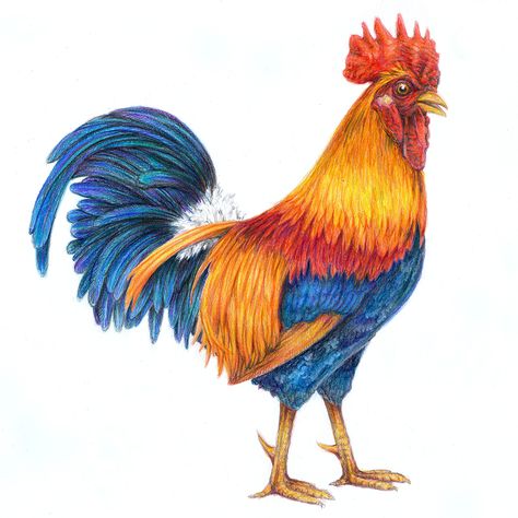 Here's a composite rooster with references from several on-line photos. Our rooster was killed by a weasel a couple of years ago---defending his hens. Poor fellow. This is a colored pencil drawing on Bristol board. Rooster Drawing, Chicken Drawing, Monochromatic Art, Rooster Painting, Sharpie Crafts, Pencil Drawings Of Animals, Pencil Drawing Tutorials, Color Drawing Art, Rooster Art