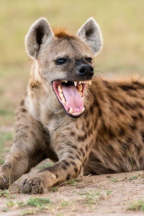 Hyena Mouth Open, Hyena Pictures, Hyena Teeth, Hyena Aesthetics, Hyena Photography, Hyena Drawing, Hyena Animal, Pics Of Animals, Laughing Hyena