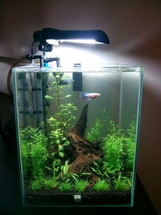 Fluval Chi 5G New Scape and Filter - The Planted Tank Forum Fluval Chi, Amazing Aquariums, Fish Tank Terrarium, Cool Fish Tanks, Aquascape Design, Fish Tank Design, Betta Aquarium, Mini Aquarium, Aquarium Terrarium