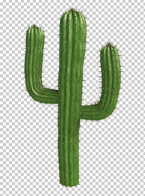 Plant Png Icon, Desert Elements, Desert Cactus Background, Plant Transparent Background, Paper Grid, Palm Tree Png Photoshop, Render People, Desert Trees, Banner Background Hd